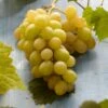 Witte Druif (Vitis Vinifera 'Italia') -DIRECTPLANT Winkel visi121502