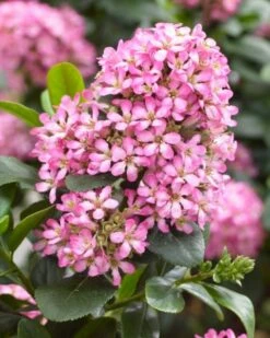 Escallonia (Escallonia 'Pink Elle') -DIRECTPLANT Winkel visi150248
