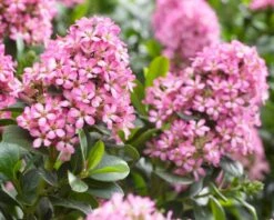 Escallonia (Escallonia 'Pink Elle') -DIRECTPLANT Winkel visi150250