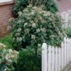 Sneeuwbal Op Stam (Viburnum Tinus 'Eve Price') -DIRECTPLANT Winkel visi16389 1