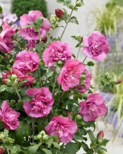 Altheastruik (Hibiscus Syriacus 'Magenta Chiffon') -DIRECTPLANT Winkel visi166899