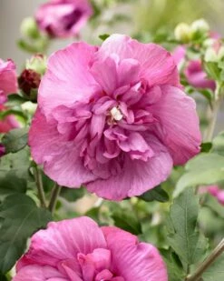 Altheastruik (Hibiscus Syriacus 'Magenta Chiffon') -DIRECTPLANT Winkel visi166900 1