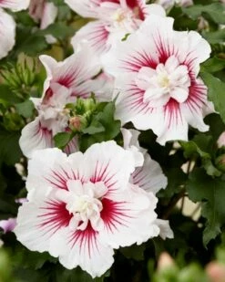 Altheastruik (Hibiscus Syriacus 'Starburst Chiffon') -DIRECTPLANT Winkel visi167006
