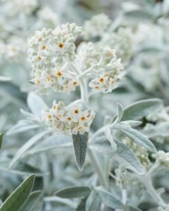 Vlinderstruik (Buddleja 'Silver Anniversary') -DIRECTPLANT Winkel visi185925 1