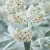 Vlinderstruik (Buddleja 'Silver Anniversary')