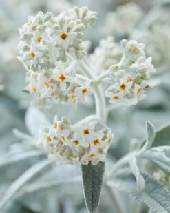 Vlinderstruik (Buddleja 'Silver Anniversary')