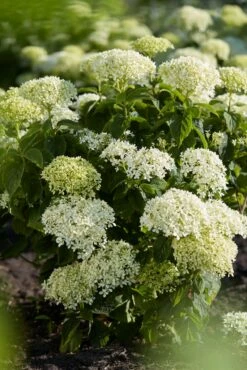 Hortensia (Hydrangea 'BellaRagazza Blanchetta') -DIRECTPLANT Winkel visi191877 1 1