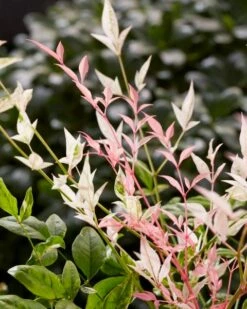 Hemelse Bamboe (Nandina Domestica 'Twilight') 7 Hemelse Bamboe (Nandina Domestica 'Twilight') -DIRECTPLANT Winkel visi197307