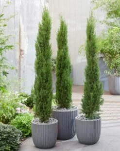 Italiaanse Cypres (Cupressus Sempervirens 'Stricta') -DIRECTPLANT Winkel visi198161 1