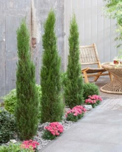 Italiaanse Cypres (Cupressus Sempervirens 'Stricta') -DIRECTPLANT Winkel visi198162 1