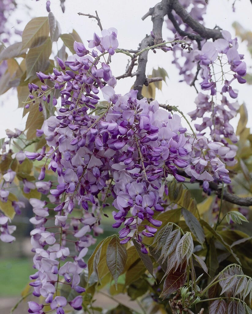Japanse Blauwe Regen (Wisteria Floribunda 'Macrobotrys') 4 Japanse Blauwe Regen (Wisteria Floribunda 'Macrobotrys') - Afbeelding 2