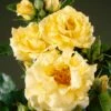Heesterroos (Rosa 'Lichtkönigin Lucia' ®) -DIRECTPLANT Winkel visi35268 1