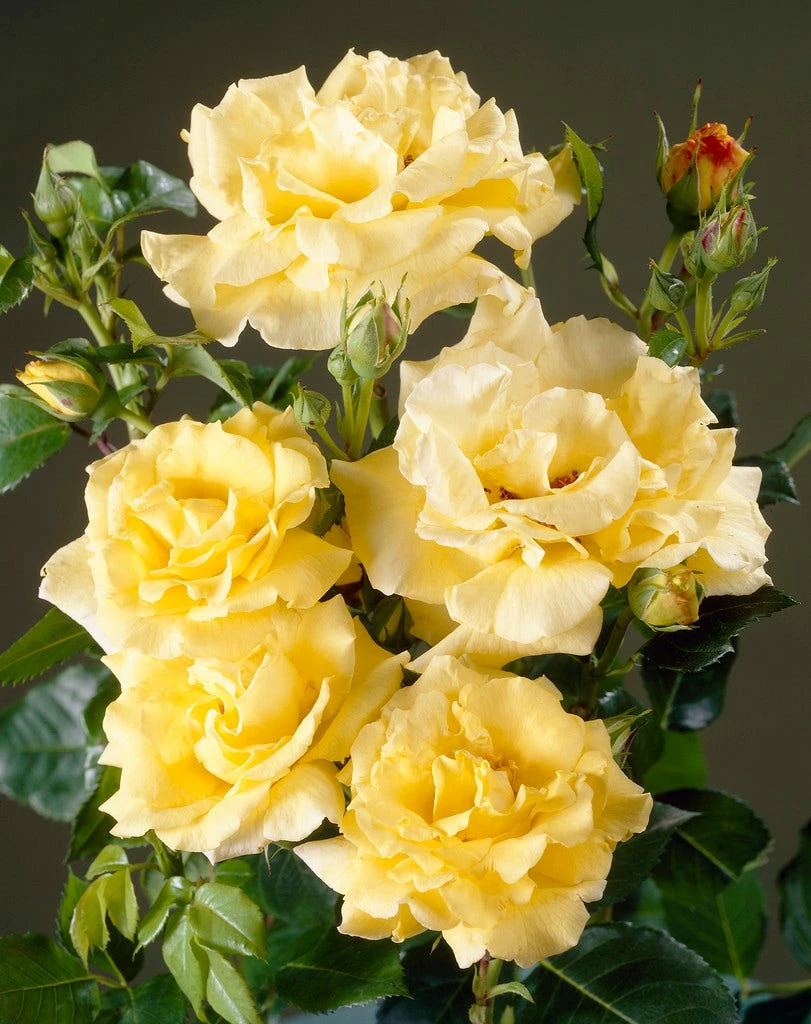 Heesterroos (Rosa 'Lichtkönigin Lucia' ®) 4 Heesterroos (Rosa 'Lichtkönigin Lucia' ®) - Afbeelding 2