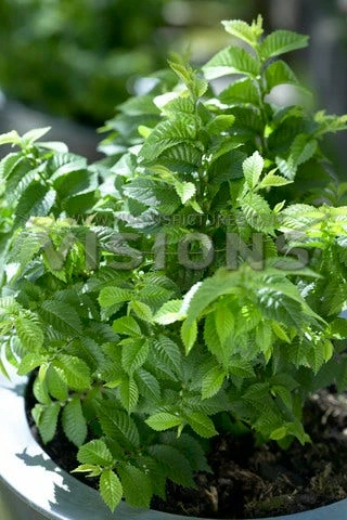 Dwergiep (Ulmus Minor 'Jacqueline Hillier') 3 Dwergiep (Ulmus Minor 'Jacqueline Hillier')