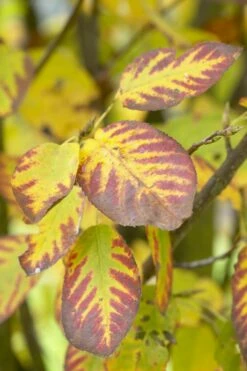 Dwerg Krentenboompje (Amelanchier Spicata) -DIRECTPLANT Winkel visi48397