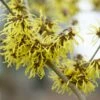 Toverhazelaar (Hamamelis Intermedia 'Westerstede') -DIRECTPLANT Winkel visi64683