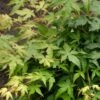 Japanse Esdoorn (Acer Palmatum 'Bi Hoo') -DIRECTPLANT Winkel visi69011