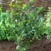Blauwe Hulst (Ilex Meserveae 'Blue Princess') -DIRECTPLANT Winkel visi71585