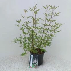 Monikkenpeper (Vitex Agnus Castus 'Albus') -DIRECTPLANT Winkel vitex agnus castus albus