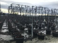 Druif Als Leivorm (Vitis Vinifera 'Red Globe')