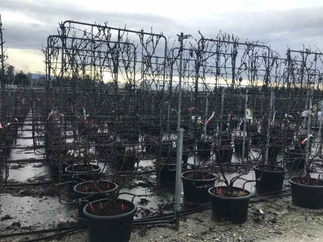 Druif Als Leivorm (Vitis Vinifera 'Red Globe') 3 Druif Als Leivorm (Vitis Vinifera 'Red Globe')