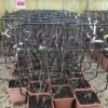 Witte Druif Als Leivorm (Vitis Vinifera 'Suzi') -DIRECTPLANT Winkel vitissuzileivorm01