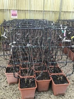 Witte Druif Als Leivorm (Vitis Vinifera 'Suzi')