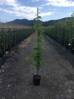 Witte Druif (Vitis Vinifera)