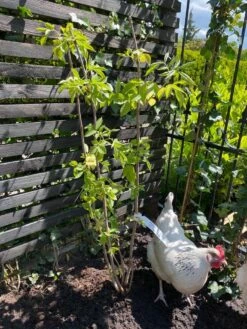 Vlier (Sambucus Nigra) -DIRECTPLANT Winkel vlier sambucus nigra 1