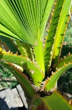 Washingtonia (Washingtonia Robusta) 16 Washingtonia (Washingtonia Robusta) -DIRECTPLANT Winkel washingtoniarobusta04