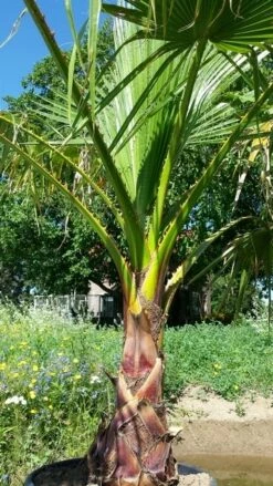 Washingtonia (Washingtonia Robusta) 17 Washingtonia (Washingtonia Robusta) -DIRECTPLANT Winkel washingtoniarobusta07