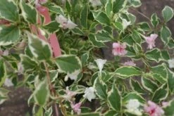 Weigela (Weigela Florida 'Variegata') -DIRECTPLANT Winkel weigela florida variegata 3