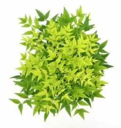 Hemelse Bamboe (Nandina Domestica 'Lemon And Lime') -DIRECTPLANT Winkel wep 0550