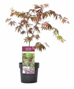 Japanse Esdoorn (Acer Palmatum 'Trompenburg') 13 Japanse Esdoorn (Acer Palmatum 'Trompenburg') -DIRECTPLANT Winkel wep 2333trompenburg