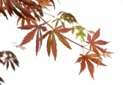 Japanse Esdoorn (Acer Palmatum 'Trompenburg') -DIRECTPLANT Winkel wep 2336trompenburg 1