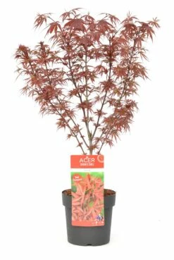 Japanse Esdoorn (Acer Palmatum 'Shaina') -DIRECTPLANT Winkel wep 8772 1