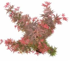 Japanse Esdoorn (Acer Palmatum 'Shaina') -DIRECTPLANT Winkel wep 9888