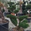 Taxus Als Bonsai (Taxus Baccata) -DIRECTPLANT Winkel whatsapp image 2021 10 04 at 11.54.17 2