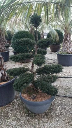 Taxus Als Bonsai (Taxus Baccata) -DIRECTPLANT Winkel whatsapp image 2021 10 04 at 11.54.47