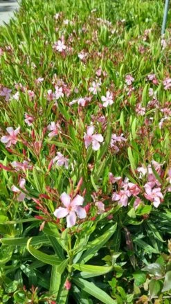 Roze Oleander (Nerium Oleander) 15 Roze Oleander (Nerium Oleander) -DIRECTPLANT Winkel whatsapp image 2022 06 09 at 10.59.18 am