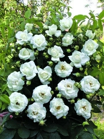 Klimroos (Rosa 'White New Dawn') 3 Klimroos (Rosa 'White New Dawn')