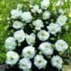 Klimroos (Rosa 'White New Dawn') 1 Klimroos (Rosa 'White New Dawn') -DIRECTPLANT Winkel white new dawn