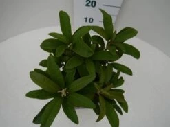 Rhododendron (Rhododendron 'Wilgen's Ruby') -DIRECTPLANT Winkel wilgens ruby c2 boven