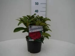 Rhododendron (Rhododendron 'Wilgen's Ruby') -DIRECTPLANT Winkel wilgens ruby c2 voor