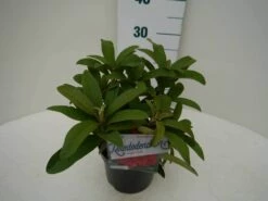 Rhododendron (Rhododendron 'Wilgen's Ruby') -DIRECTPLANT Winkel wilgens ruby c2 zij 1