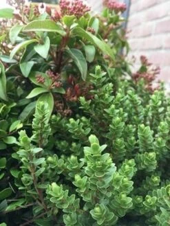 Winterpakket -DIRECTPLANT Winkel winter img 9632 1