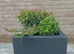 Winterpakket -DIRECTPLANT Winkel winter img 9639 1