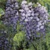 Japanse Blauwe Regen (Wisteria Floribunda 'Macrobotrys') -DIRECTPLANT Winkel wisteria macrobotrysv01b