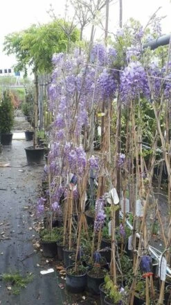 Blauwe Regen (Wisteria Sinensis 'Prolific') -DIRECTPLANT Winkel wisteria 1