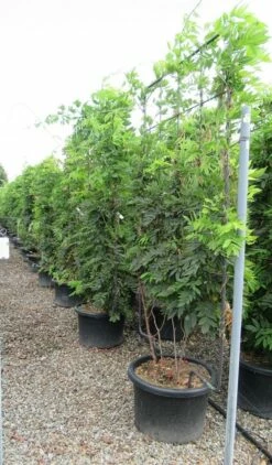 Blauwe Regen Als Leivorm (Wisteria Brachybotrys 'Yokohama Fuji') -DIRECTPLANT Winkel wisteria 110x180 leivorm 2 2